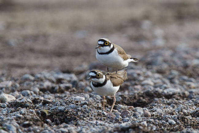 Pair of Little Ringed Plovers (Charadrius dubius) mating, Lesvos, Greece