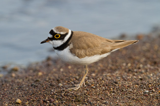 Adult Little Ringed Plover (Charadrius dubius), Lesvos, Greece