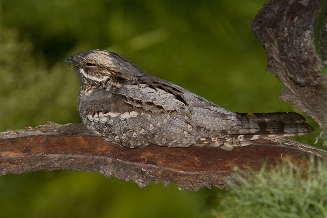 Roosting Nightjar (Caprimulgus europaeus), Lesvos (Lesbos), Greece