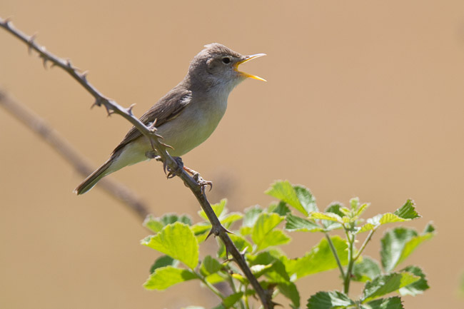 Eastern Olivaceous Warbler (Hippolais pallida), Lesvos (Lesbos), Greece