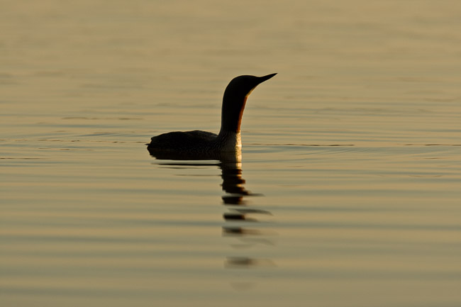 Red-throated Diver (Gavia stellata), Oulu, Finland