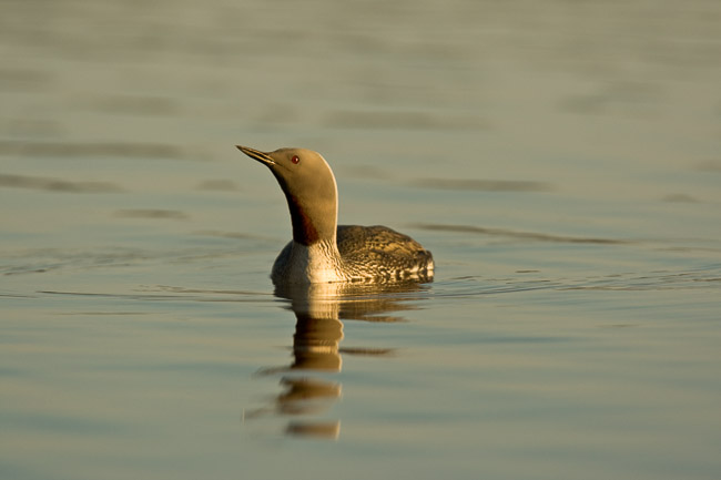 Red-throated Diver (Gavia stellata), Oulu, Finland