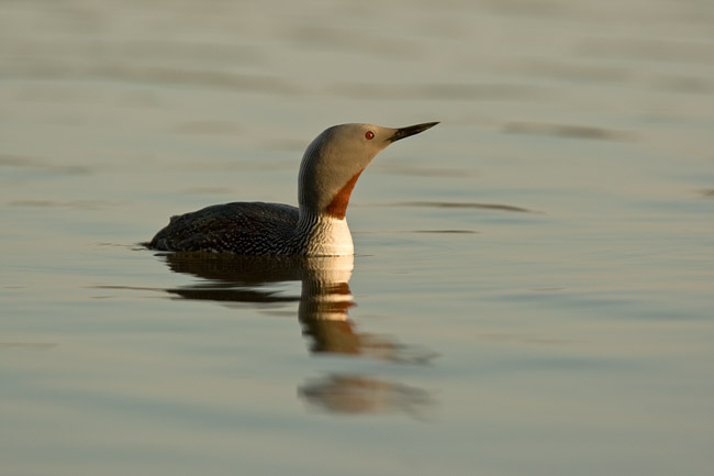 Red-throated Diver (Gavia stellata), Oulu, Finland