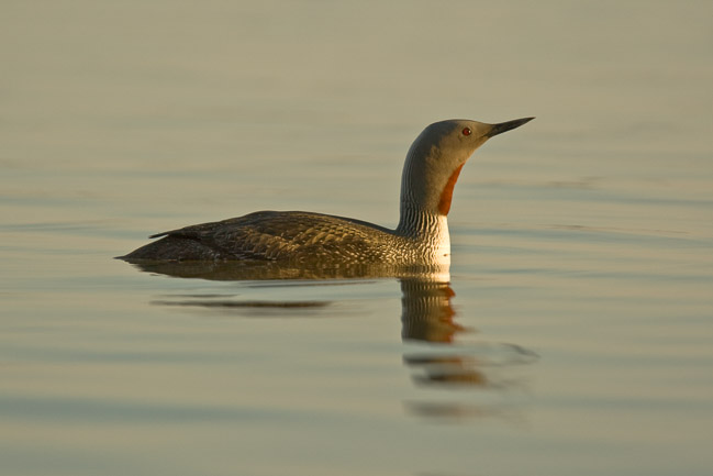 Red-throated Diver (Gavia stellata), Oulu, Finland