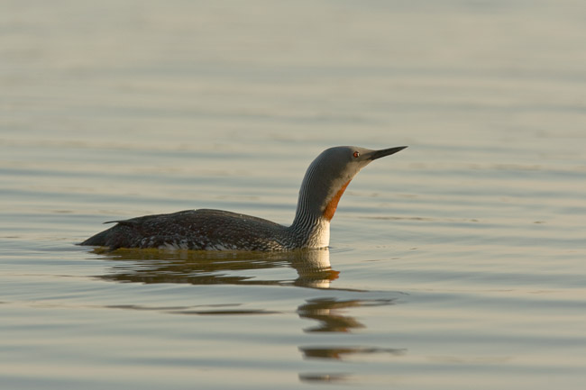 Red-throated Diver (Gavia stellata), Oulu, Finland