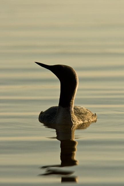 Red-throated Diver (Gavia stellata), Oulu, Finland