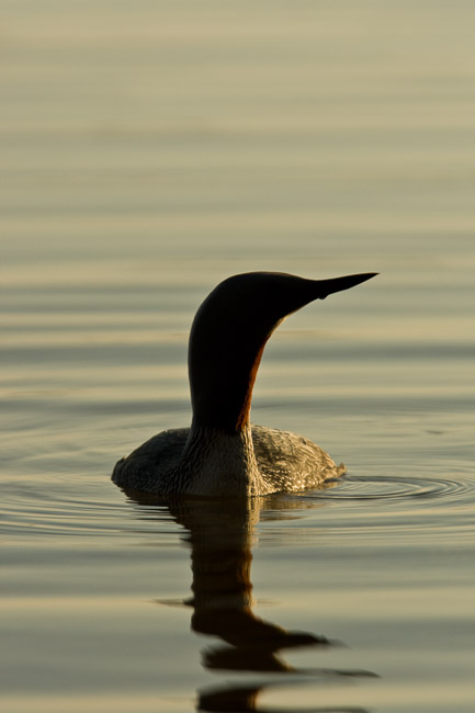 Red-throated Diver (Gavia stellata), Oulu, Finland