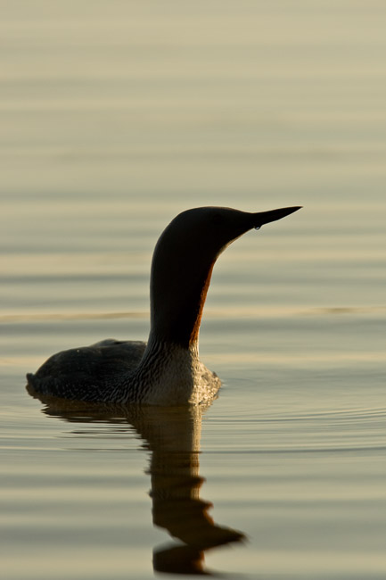 Red-throated Diver (Gavia stellata), Oulu, Finland