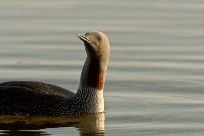 Red-throated Diver (Gavia stellata), Oulu, Finland