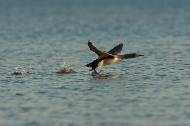 Red-throated Diver (Gavia stellata), Oulu, Finland