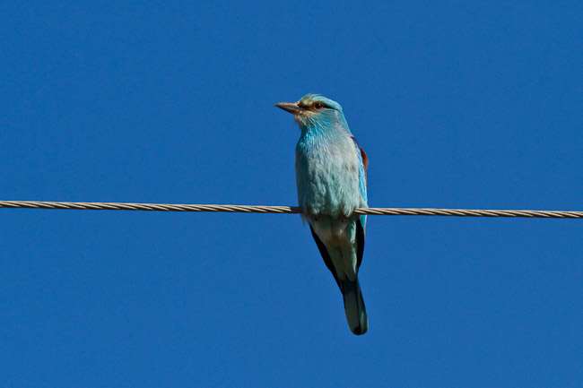 Roller (Coracias garrulus), Lesvos (Lesbos), Greece