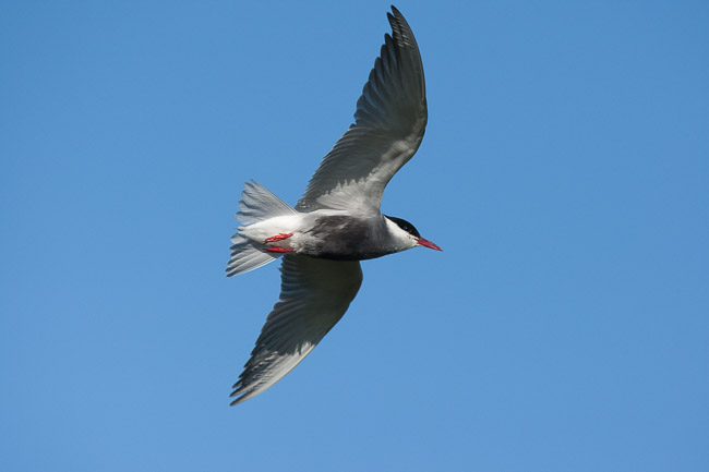 Adult Whiskered Tern (Chlidonias hybrida) in flight, Lesvos (Lesbos), Greece