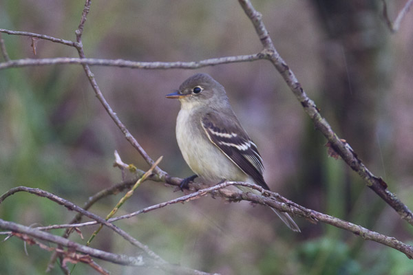 Alder Flycatcher (Empidonax alnorum), Blakeney Point, Norfolk