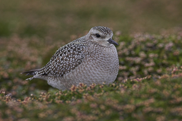 Juvenile American Golden Plover (Pluvialis dominica), Tresco, Isles of Scilly