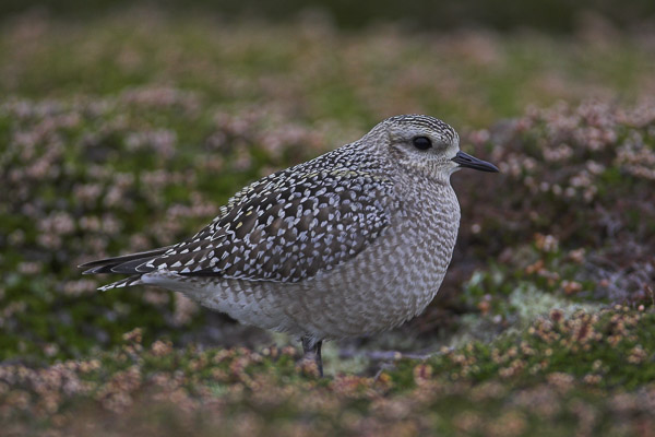 Juvenile American Golden Plover (Pluvialis dominica), Tresco, Isles of Scilly