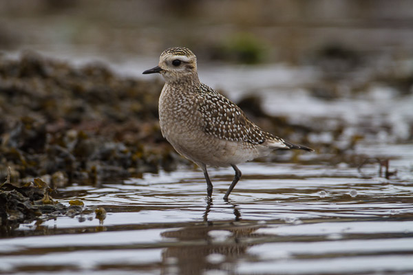 Juvenile American Golden Plover (Pluvialis dominica), Porth Hellick Beach, St Mary's, Isles of Scilly