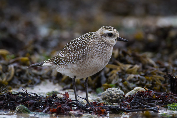 Juvenile American Golden Plover (Pluvialis dominica), Porth Hellick Beach, St Mary's, Isles of Scilly