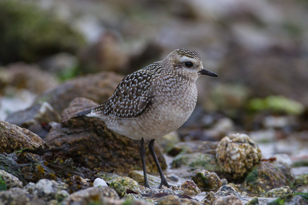 Juvenile American Golden Plover (Pluvialis dominica), Porth Hellick Beach, St Mary's, Isles of Scilly