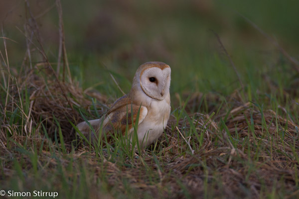 Barn Owl (Tyto alba), Aldreth, Cambridgeshire