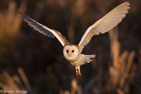 Male Barn Owl (Tyto alba), Aldreth, Cambridgeshire
