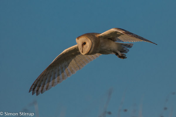 Male Barn Owl (Tyto alba) in flight, Norfolk