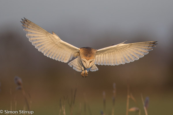 Barn Owl (Tyto alba), Norfolk