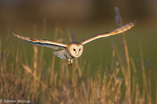 Barn Owl (Tyto alba), Norfolk