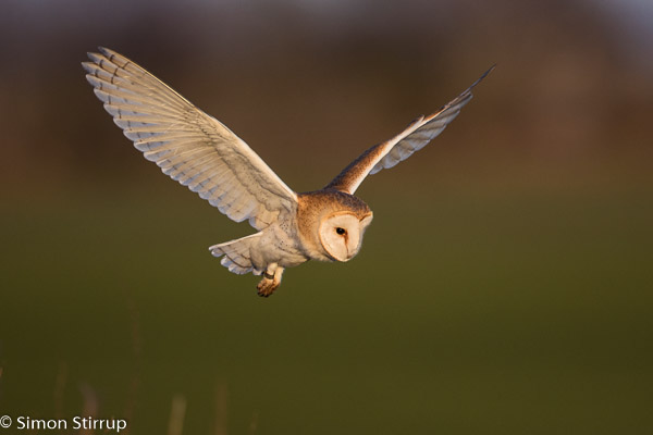 Barn Owl (Tyto alba), Norfolk