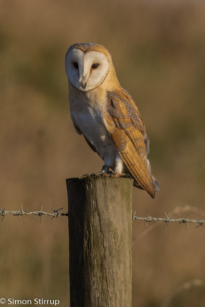 Barn Owl (Tyto alba), Norfolk