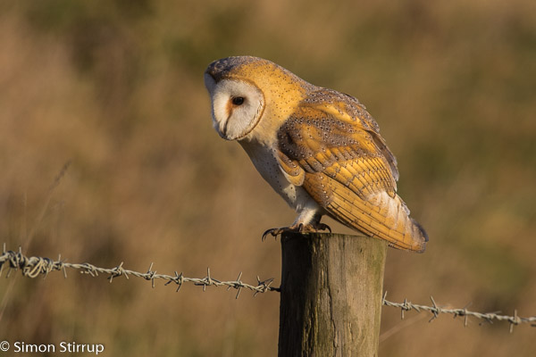 Barn Owl (Tyto alba), Norfolk