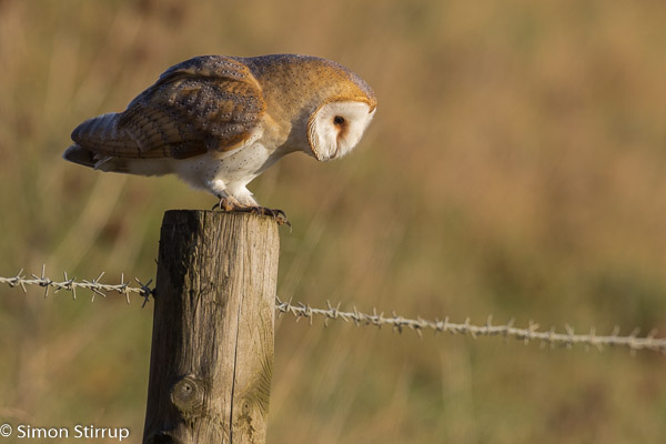 Barn Owl (Tyto alba), Norfolk