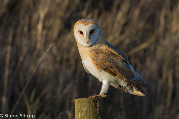 Female Barn Owl (Tyto alba), Norfolk