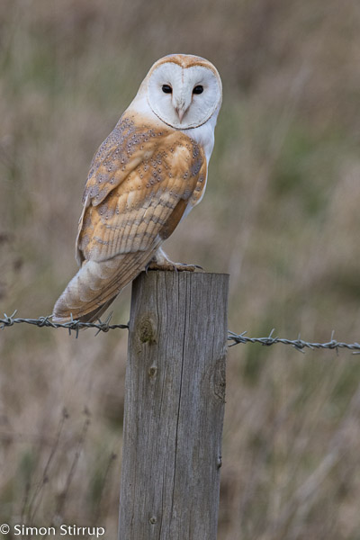 Barn Owl (Tyto alba), Norfolk