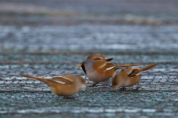 Bearded Tits (Panurus biarmicus) feeding on boardwalk, Cley, Norfolk