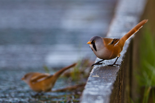 Bearded Tit (Panurus biarmicus) on edge of boardwalk, Cley, Norfolk