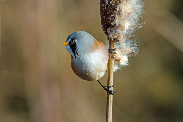 Male Bearded Tit, Hobson's Park, Cambridge, Cambs
