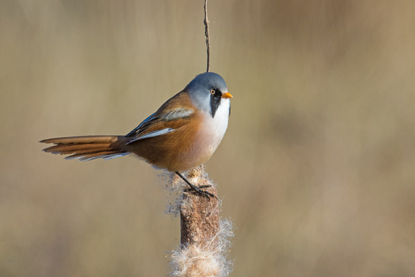 Bearded Tit, Hobson's Park, Cambridge, Cambs