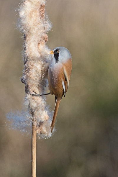 Male Bearded Tit, Hobson's Park, Cambridge, Cambs