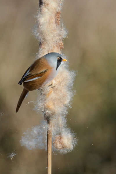 Male Bearded Tit, Hobson's Park, Cambridge, Cambs