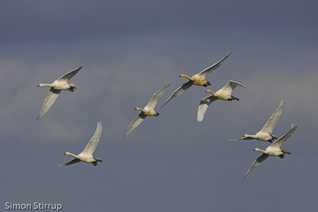 Flock of Bewick's (Cygnus columbianus) and Whooper Swans (Cygnus cygnus) in flight, Cambridgeshire
