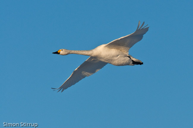 Adult Bewick's Swan (Cygnus columbianus) in flight, Welney WWT, Norfolk