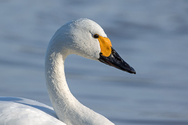 Close-up of Bewick's Swan, Slimbridge. Gloucestershire