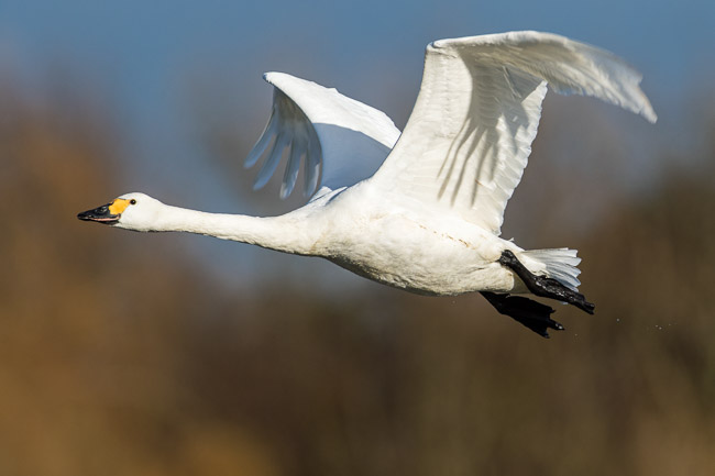 Adult Bewick's Swan in flight, Slimbridge. Gloucestershire