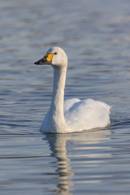 Adult Bewick's Swan swimming, Slimbridge, Gloucestershire