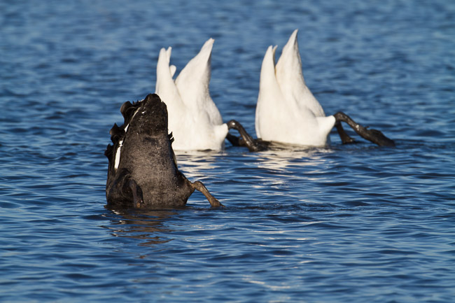 Black Swan (Cygnus atratus) up-ending with Whooper Swans (Cygnus cygnus), Welney, Norfolk