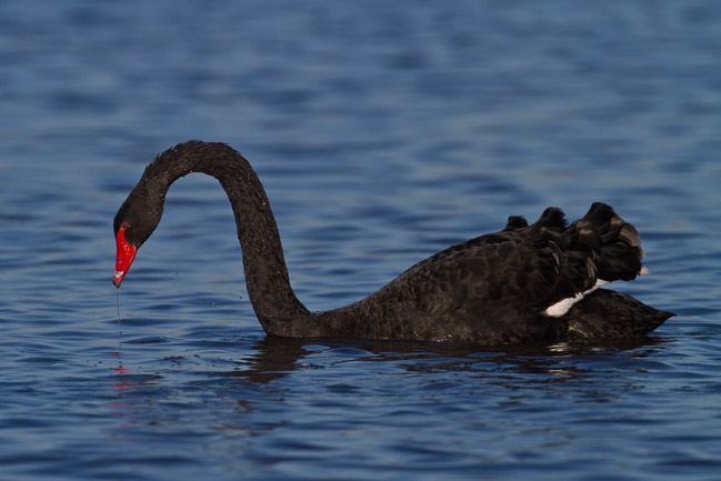Black Swan (Cygnus atratus), Welney, Norfolk