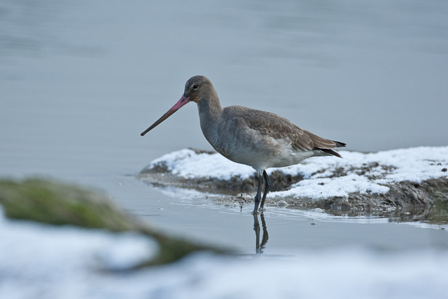 Black-tailed Godwit (Limosa limosa) on snowy saltmarsh, Suffolk