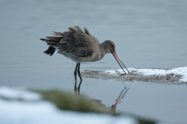 Black-tailed Godwit (Limosa limosa) on snowy saltmarsh, Suffolk