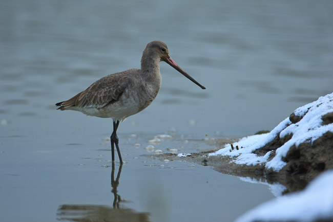 Black-tailed Godwit (Limosa limosa) on snowy saltmarsh, Suffolk