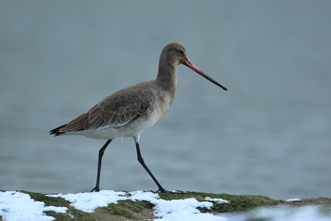 Black-tailed Godwit (Limosa limosa) on snowy saltmarsh, Suffolk